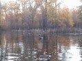 arkansas green timber duck hunting