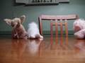 Love Stinkz [Webkinz Stop Motion]