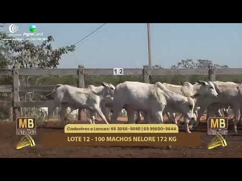 512� LEIL�O VIRTUAL MB LEIL�ES