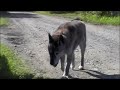 Dingo: A Dogs Tail (Trlr)