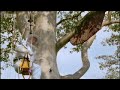 Giant honey bees - Life in the Undergrowth - BBC Attenborough Giant honey bees - Life in the Undergrowth - BBC Attenborough