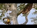 Giant honey bees - Life in the Undergrowth - BBC Attenborough