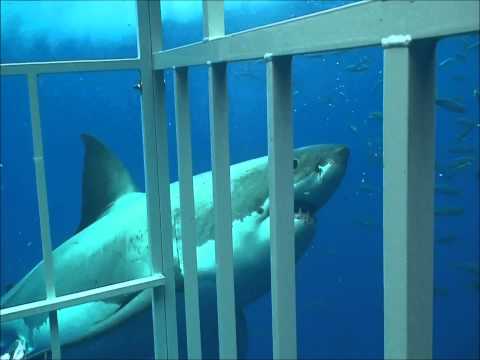 Кейптаун - 19 апреля 2012, ЮАР, Кейптаун, ЮАР Shark Diving in Gansbaai, South Africa Ужасное нападение большой белой акулы на серфера, случившееся 19 апреля 2012 года в...