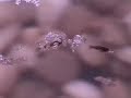 19 day old goldfish fry