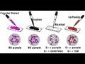 Gram Staining (Amrita University)