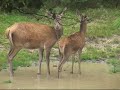 De Zoel, edelherten, Veluwe
