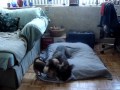 CHIHUAHUA vs. PIT BULL! CHIHUAHUA vs. PIT BULL!