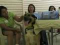 videos de gsdrescue.org:  June 7 Adopt-A-Thon