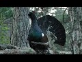 capercaillie display