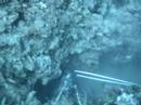 spearfishing