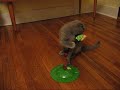 Scottish Fold Kitten Emmet playing with 