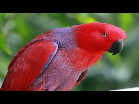 how to care for eclectus parrot