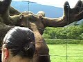 moose video whittier alaska