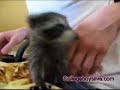 cbl finds a baby raccoon