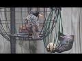 Видеообзор Samyang 500mm f/8 MC IF Mirror Canon EF