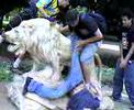 Nada o que fazer com o le�o do Ibirapuera! XD