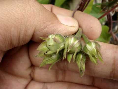 how to harvest seeds from a morning glory