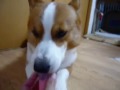 Goro@Welsh corgi 20080831 Sherbet