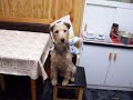 rex - my crazy dog