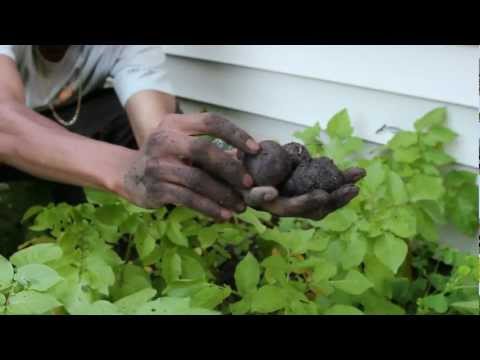 how to buy purple potatoes