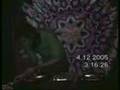 Narcosis
