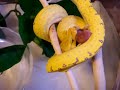 Sorong Type Green Tree Python feeding Sorong Type Green Tree Python feeding