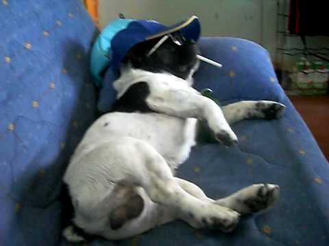 buldog francais