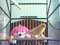 canario belga cantador