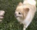 ポメラニアン動画