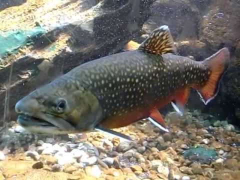 Freiland-Aquarium und -Terrarium Stein