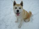 Japanese Akita Foster Mai