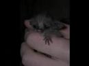 Second Animal Tribute: Cute Animals^^