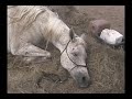 The Tragedy of Laminitis Part 2