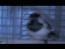 I am a Bird
