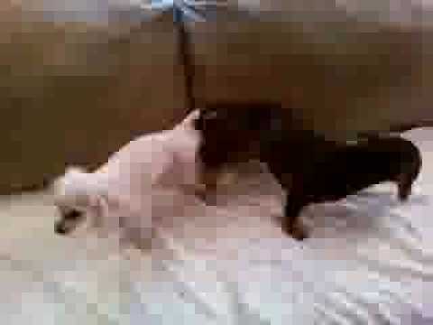 dogs mating stuck together. 2011
