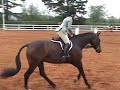 Hunters and Jumpers for sale