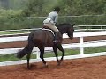 Hunters and Jumpers for sale