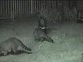 Skunk vs Raccoon