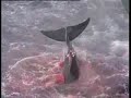 racist-australia-and-japanese-whaling-response.html