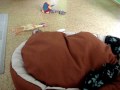 Boxer noruje