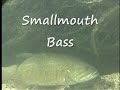 CRAA Fish of the Credit River Video