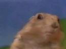 Video Marmota - Dramatic Chipmunk