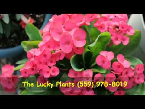 how to care euphorbia plant