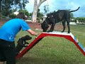 American Staffys