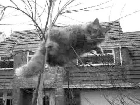 how to get a cat out of a tree