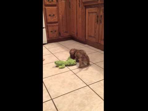 Willie Playing