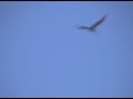 BEAUTIFUL CHEMTRAILS BEAUTIFUL CHEMTRAILS