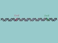 Intro to Polymerase Chain Reaction (PCR)