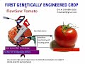 Transgenic Tomato-First Genetically Engineered Ex.