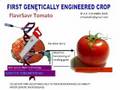 videos de Transgenic Tomato-First Genetically Engineered Ex.